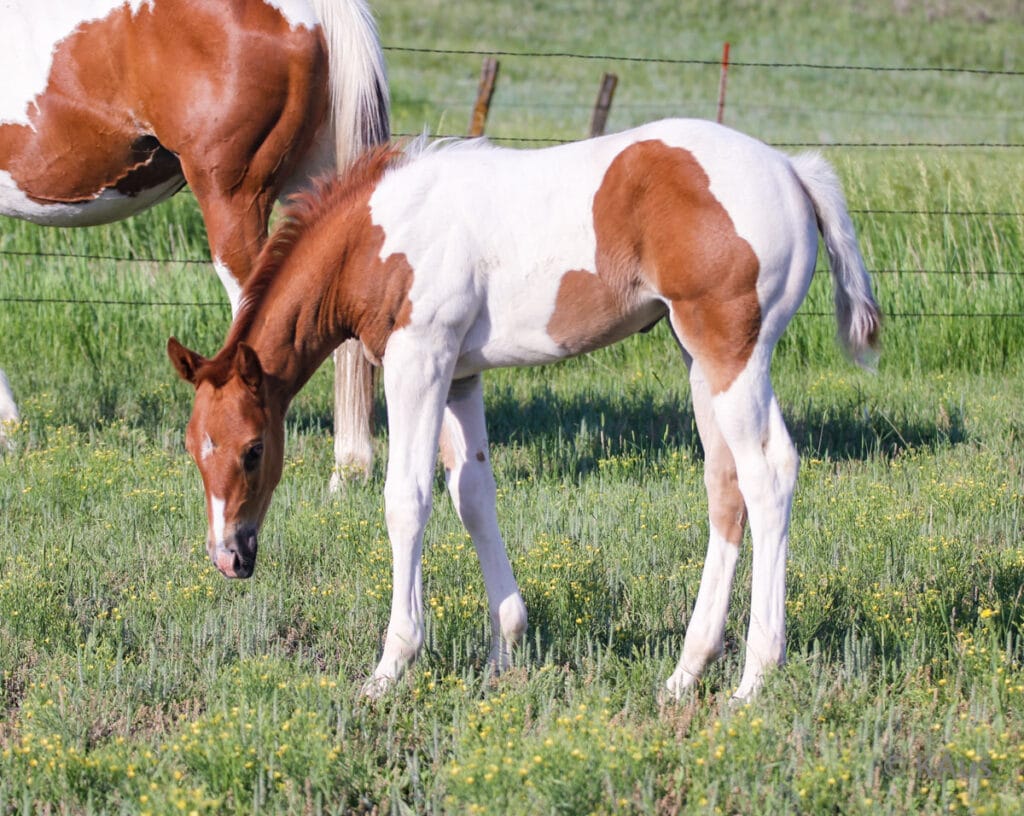 Tobiano filly - show and barrel racing prospect