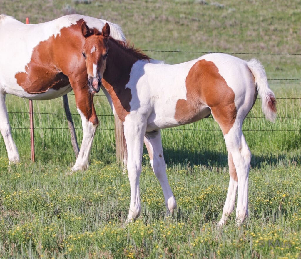 Tobiano filly - show and barrel racing prospect