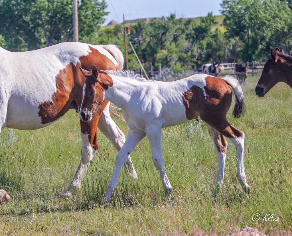 Tall tobiano filly - granddaughter of Seattle Slew