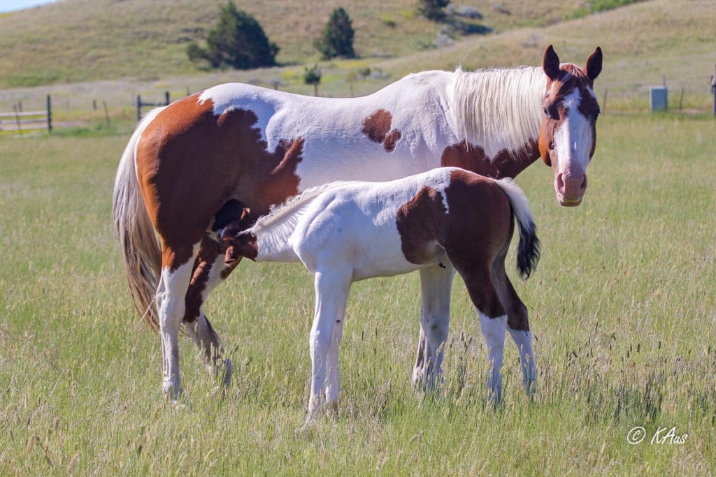 Tall tobiano filly - granddaughter of Seattle Slew