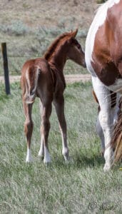 Beautiful, athletic solid Paint bred filly for sale