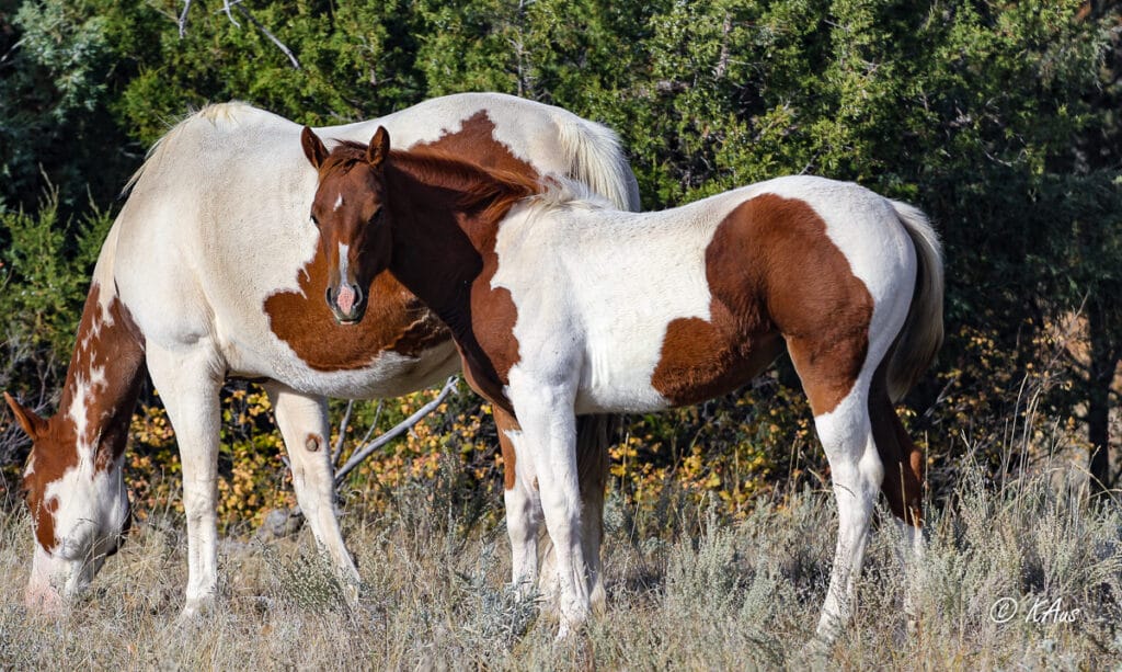 Tobiano filly - she's a show or barrel horse prospect