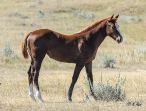 Solid Paint bred filly, eligible for PBRIF