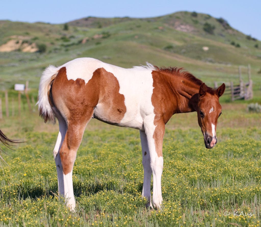 Tobiano filly - show and barrel racing prospect