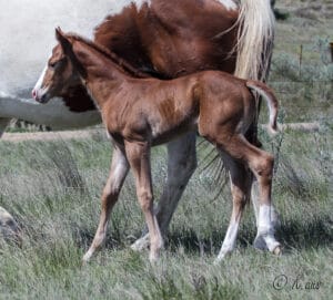 Beautiful, athletic solid Paint bred filly for sale