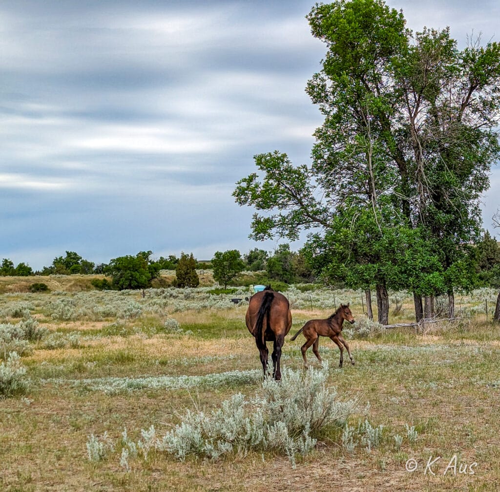 Quarter Horse colt playing.