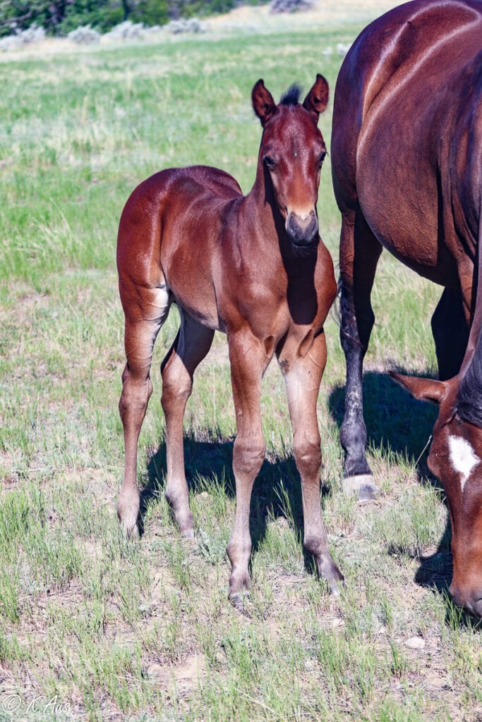 Front view of very interested Quarter Horse colt