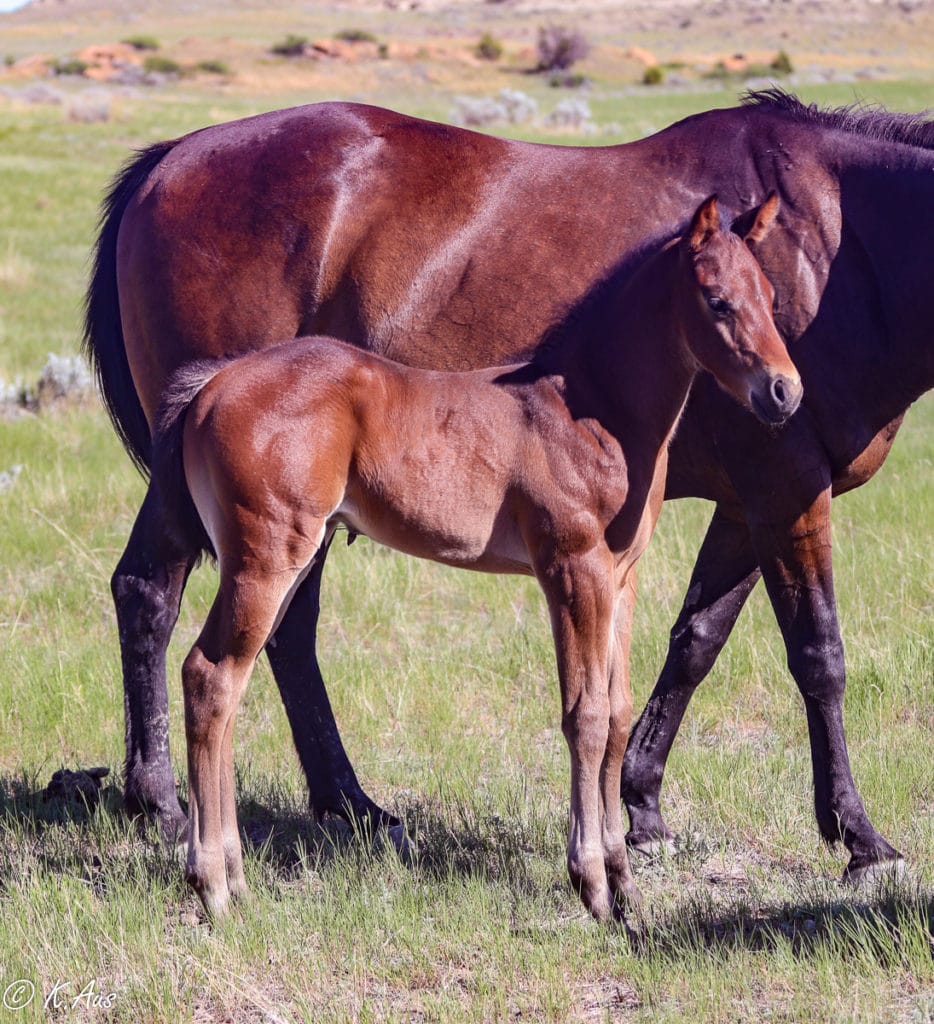 Rare Bar grandson - barrel prospect deluxe - 2021 colt for sale