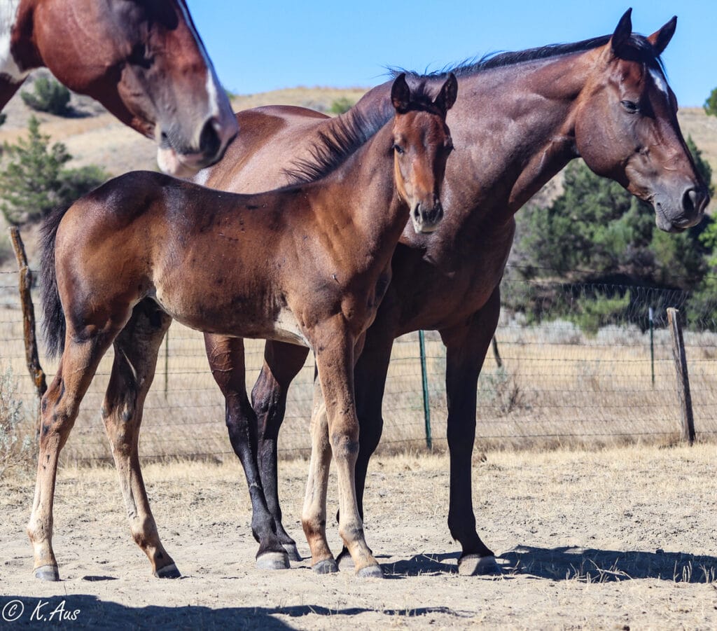 Barrel prospect with his dam, an own daughter of Rare Bar