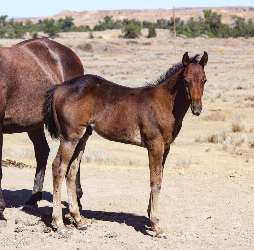 Barrel Prospect for sale - Grandson of Rare Bar