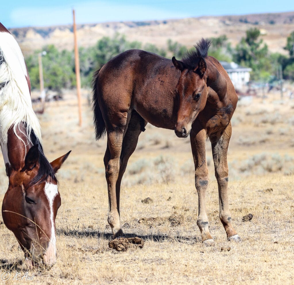 Barrel Prospect for sale - Grandson of Rare Bar