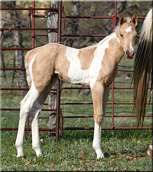 Palomino tobiano colt