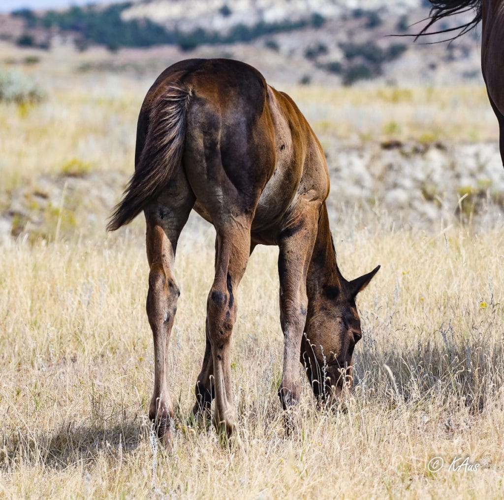 Quarter Horse colt