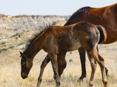 Brown Quarter Horse colt