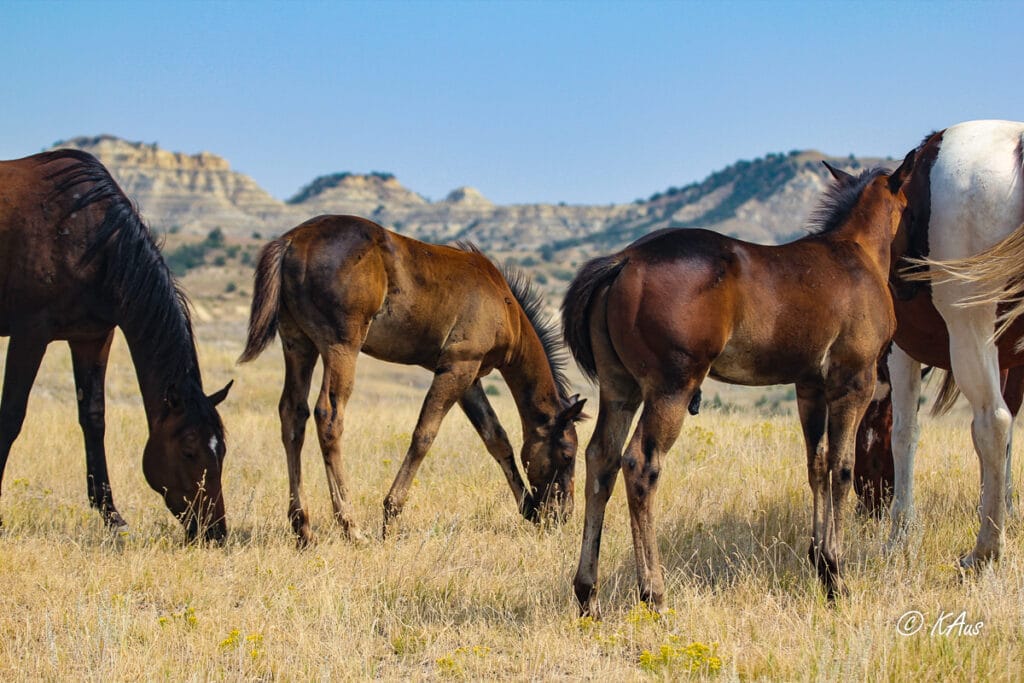 Quarter Horse colt
