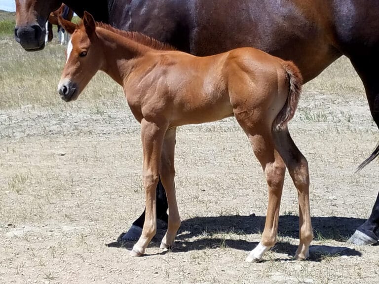 Dash For Perks and Rare Bare barrel racing prospect