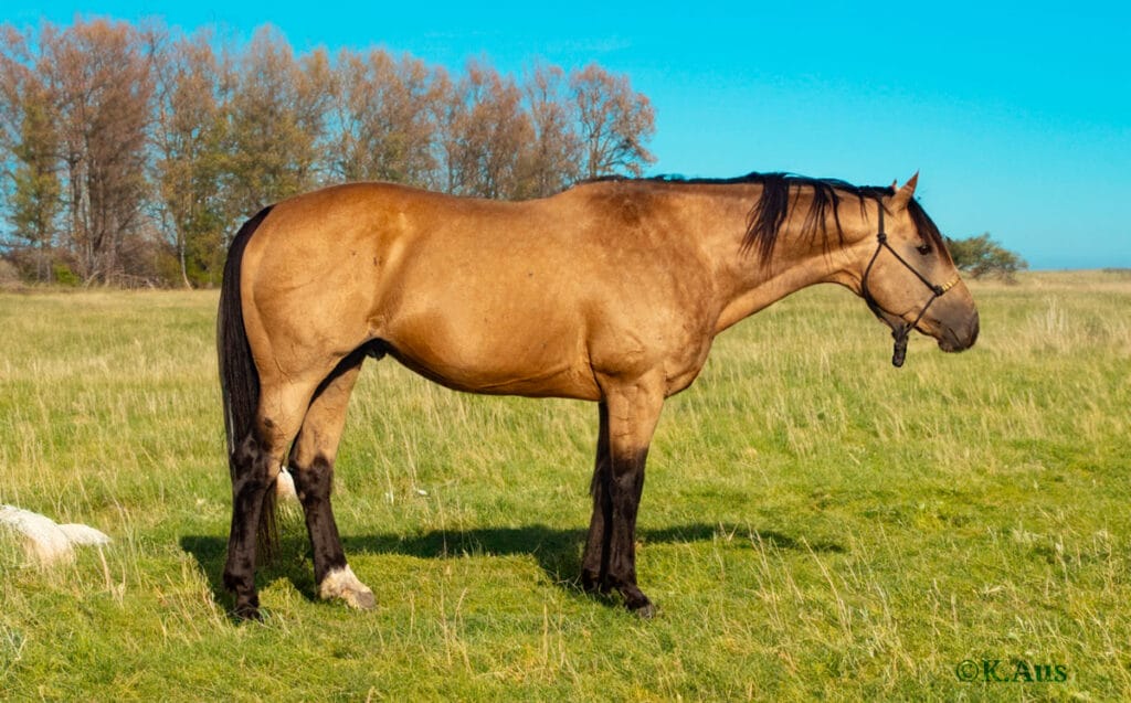 VF Chase This, buckskin barrel horse stallion