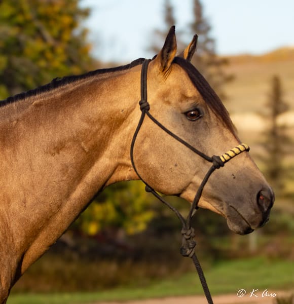 VF Chase This, buckskin son of barrel producer Chase This Ivory, headshot
