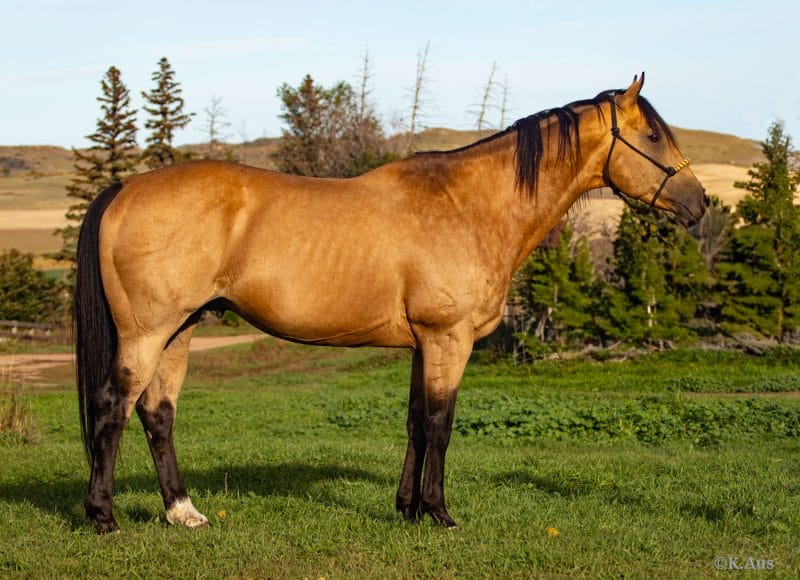 VF Chase This, buckskin son of barrel producer Chase This Ivory