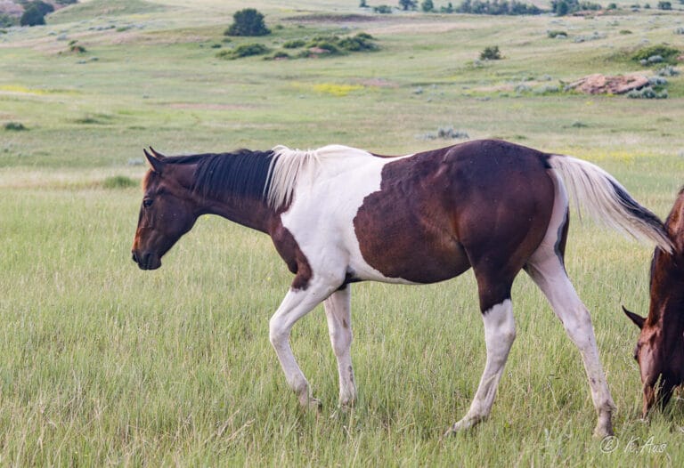 Paint racebred colt