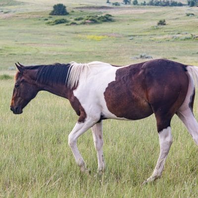 Paint racebred colt