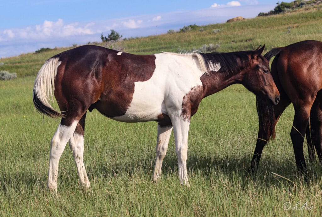 Paint racebred colt