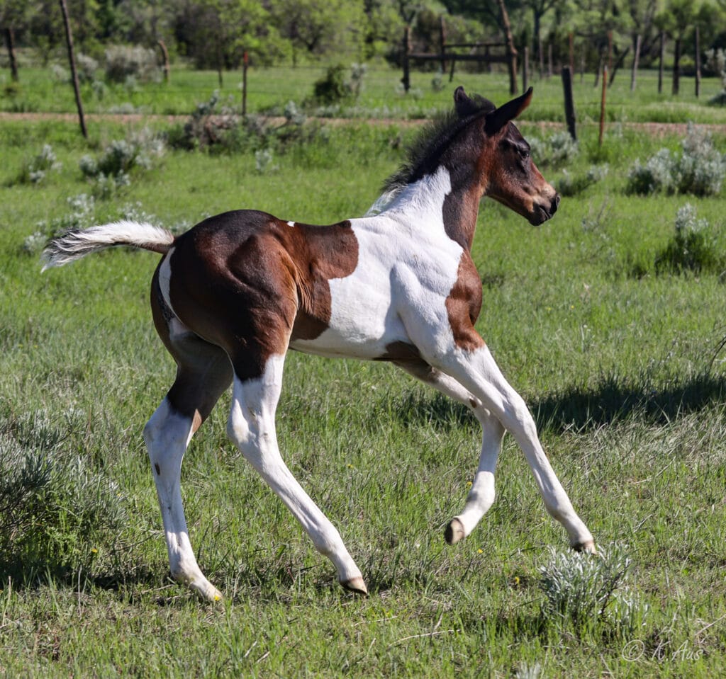 Paint barrel horse and stallion prospect for sale - running in the pasture