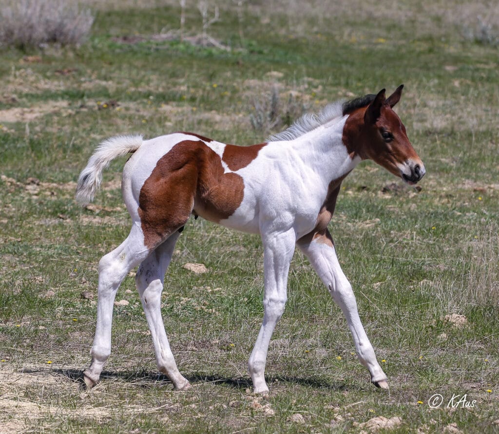 Paint colt - racebred - barrel horse prospect