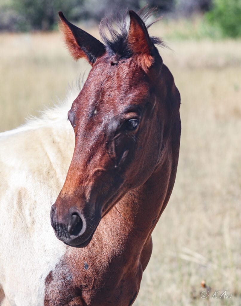 What a kind, intelligent face this colt has!