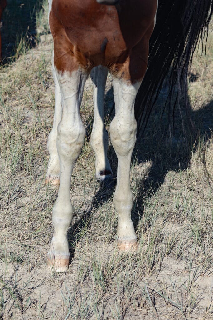 Straight legs and a cute marking on one back foot