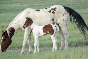 Paint barrel racing prospect for sale