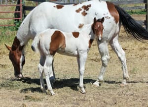 Paint barrel racing prospect.