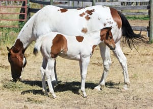 Fancy, athletic, Paint granddaughter of Dash For Perks.